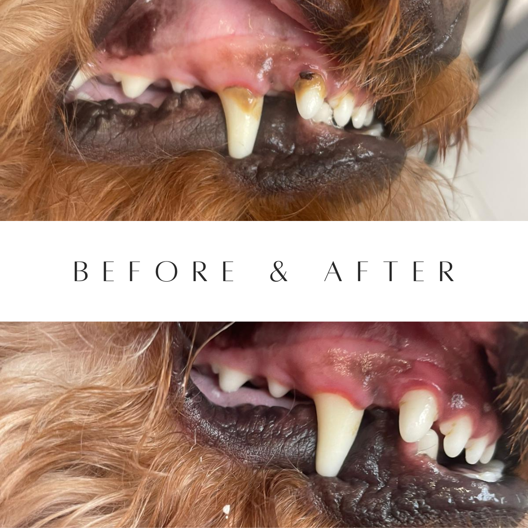 Sonic plaque remover for dogs 2025